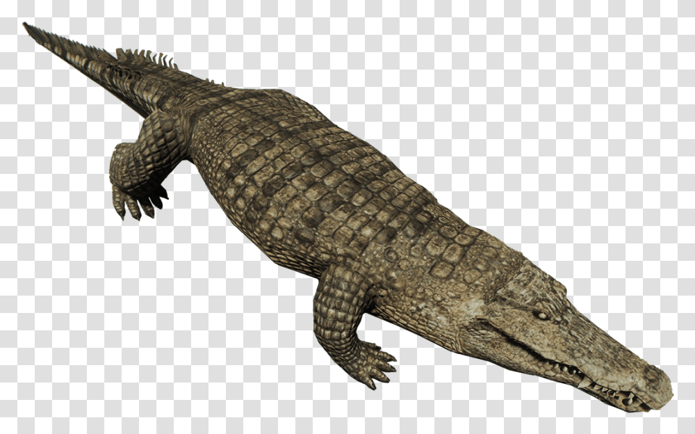 Crocodiles Nile Crocodile American Alligator Animal Crocodile, Lizard, Reptile Transparent Png