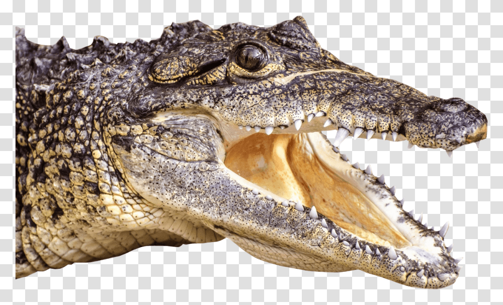 Crocodilesaltwater Crocodileamerican Alligator, Lizard, Reptile, Animal, Snake Transparent Png
