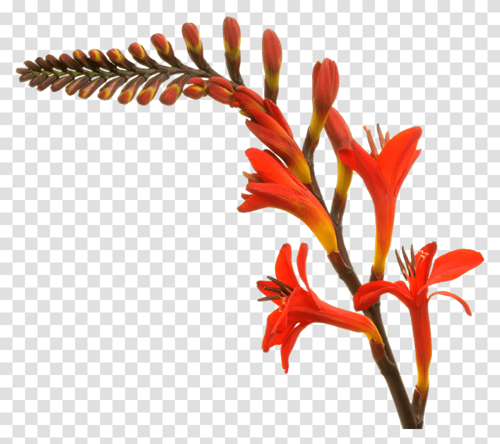 Crocosmia Lucifer Marginpar Heliconia, Plant, Flower, Blossom, Amaryllidaceae Transparent Png