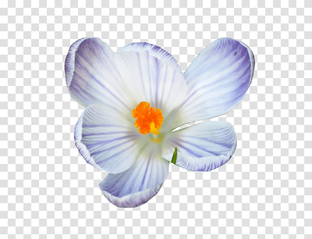Crocus Clip, Holiday, Plant, Flower, Blossom Transparent Png