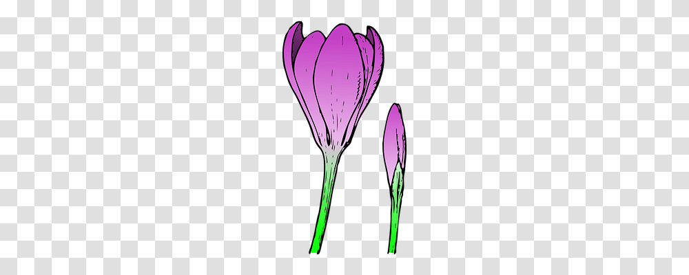 Crocus Nature, Plant, Petal, Flower Transparent Png