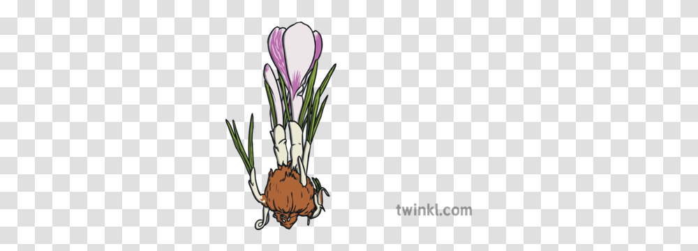Crocus And Bulb Easter Spring Flower Plant Ks1 Illustration Crocus Vernus, Blossom, Animal, Bird, Graphics Transparent Png