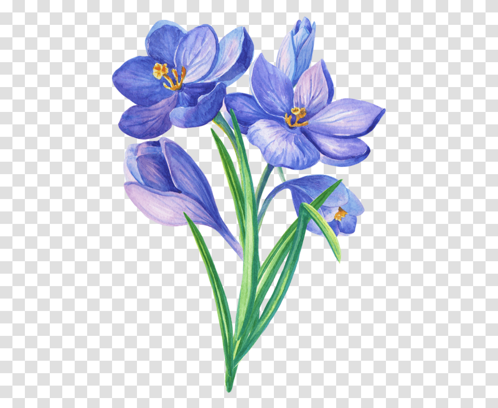 Crocus Blue Botanical Flower Drawings, Plant, Blossom, Iris, Geranium Transparent Png