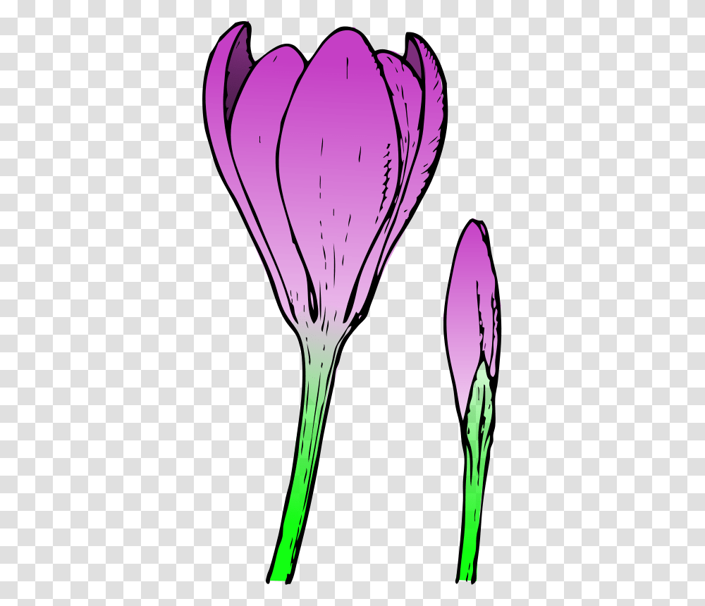Crocus Clipart June Flower, Plant, Petal, Blossom, Anther Transparent Png