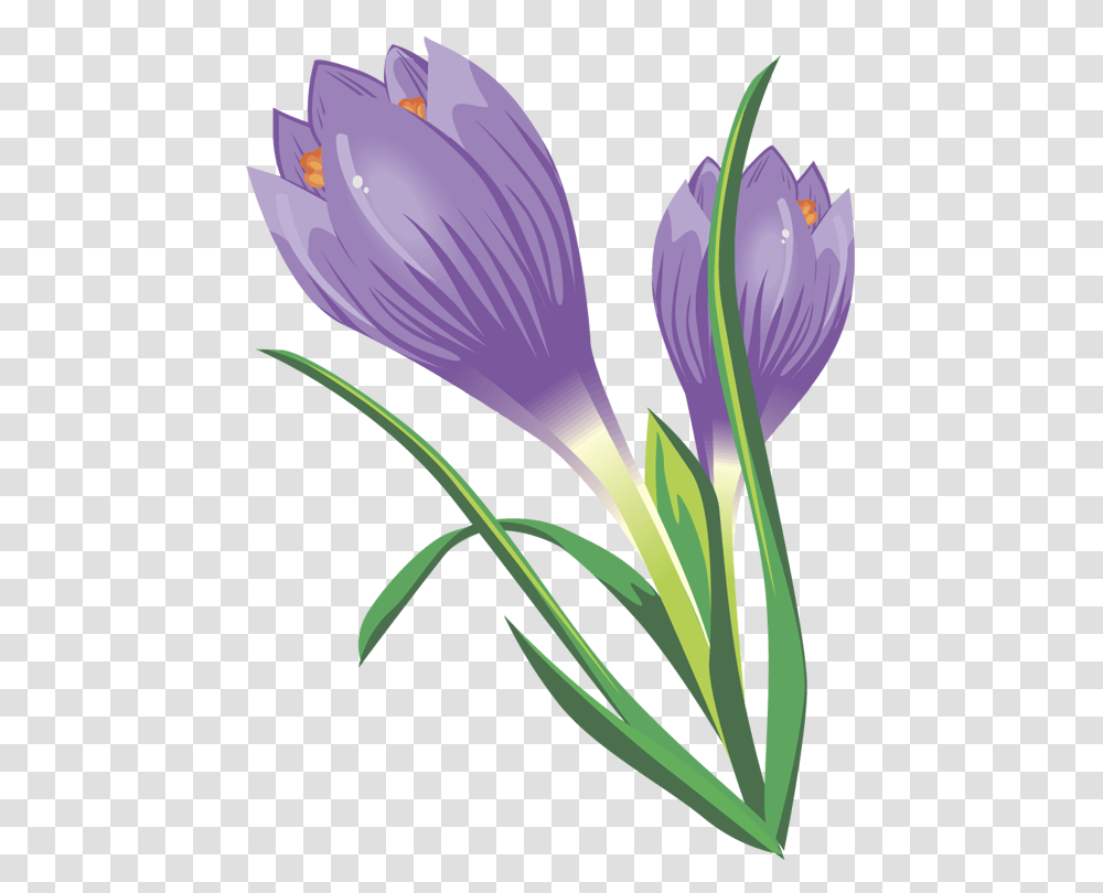 Crocus Clipart, Plant, Flower, Blossom, Flax Transparent Png