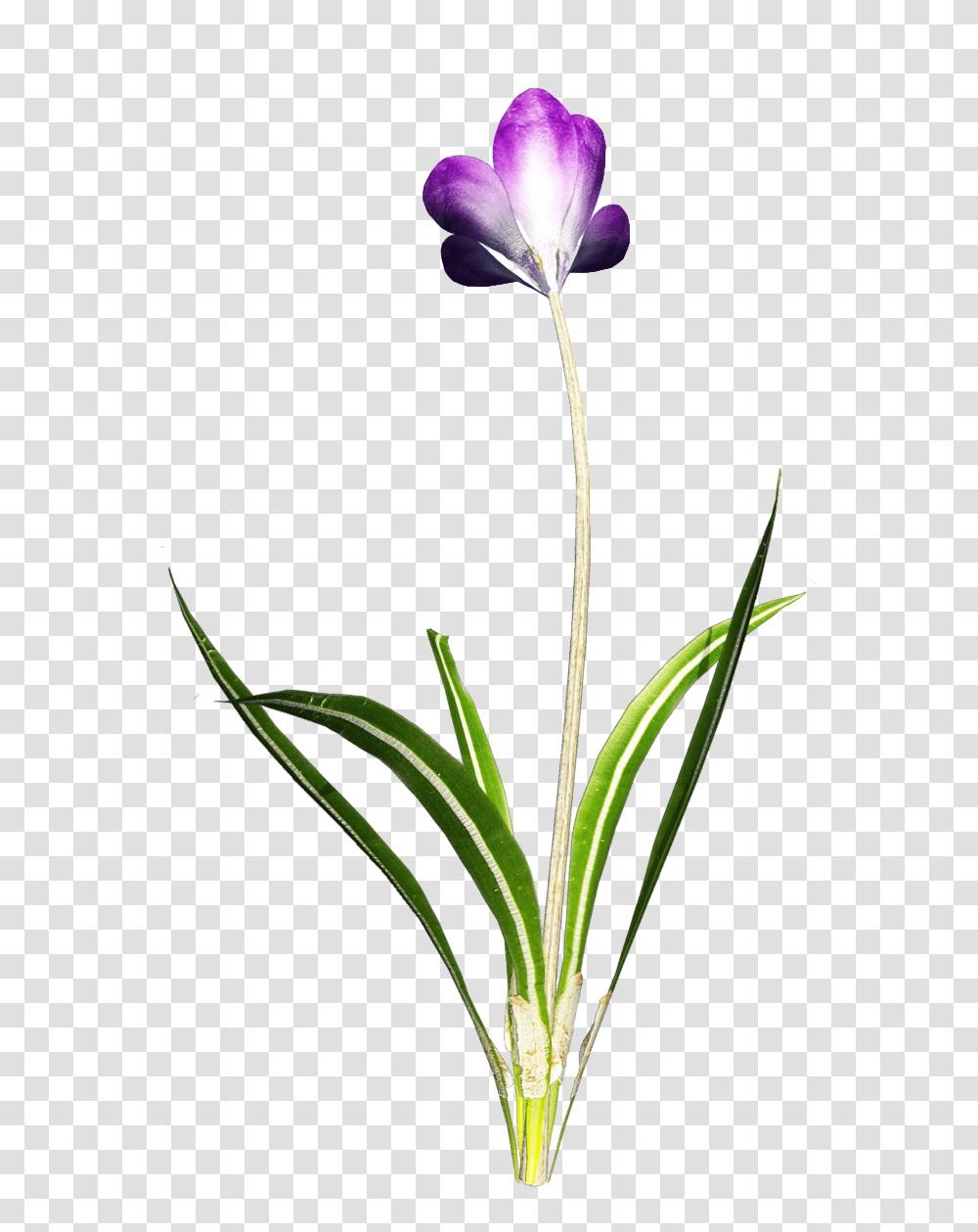 Crocus Clipart, Plant, Flower, Blossom, Petal Transparent Png