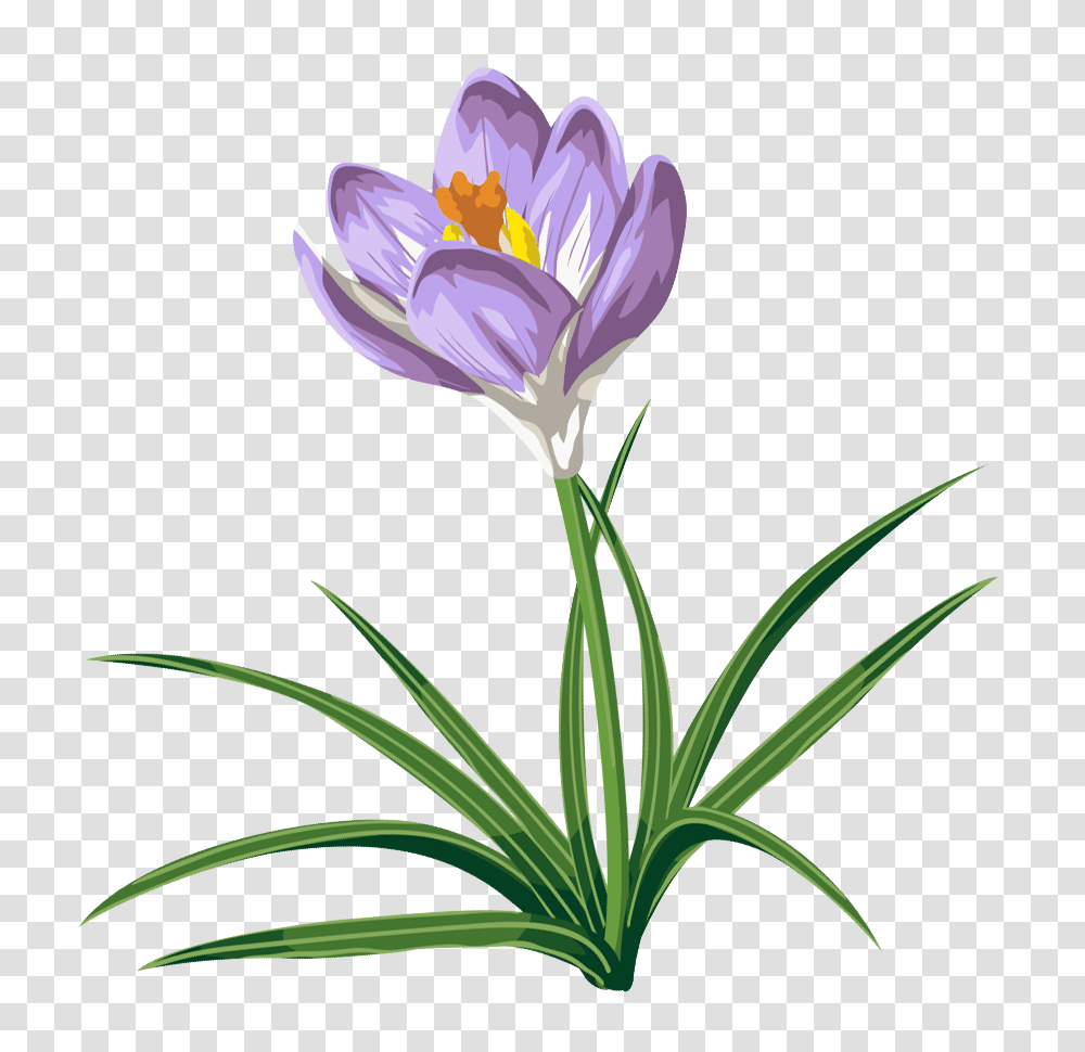 Crocus Clipart, Plant, Flower, Blossom, Petal Transparent Png