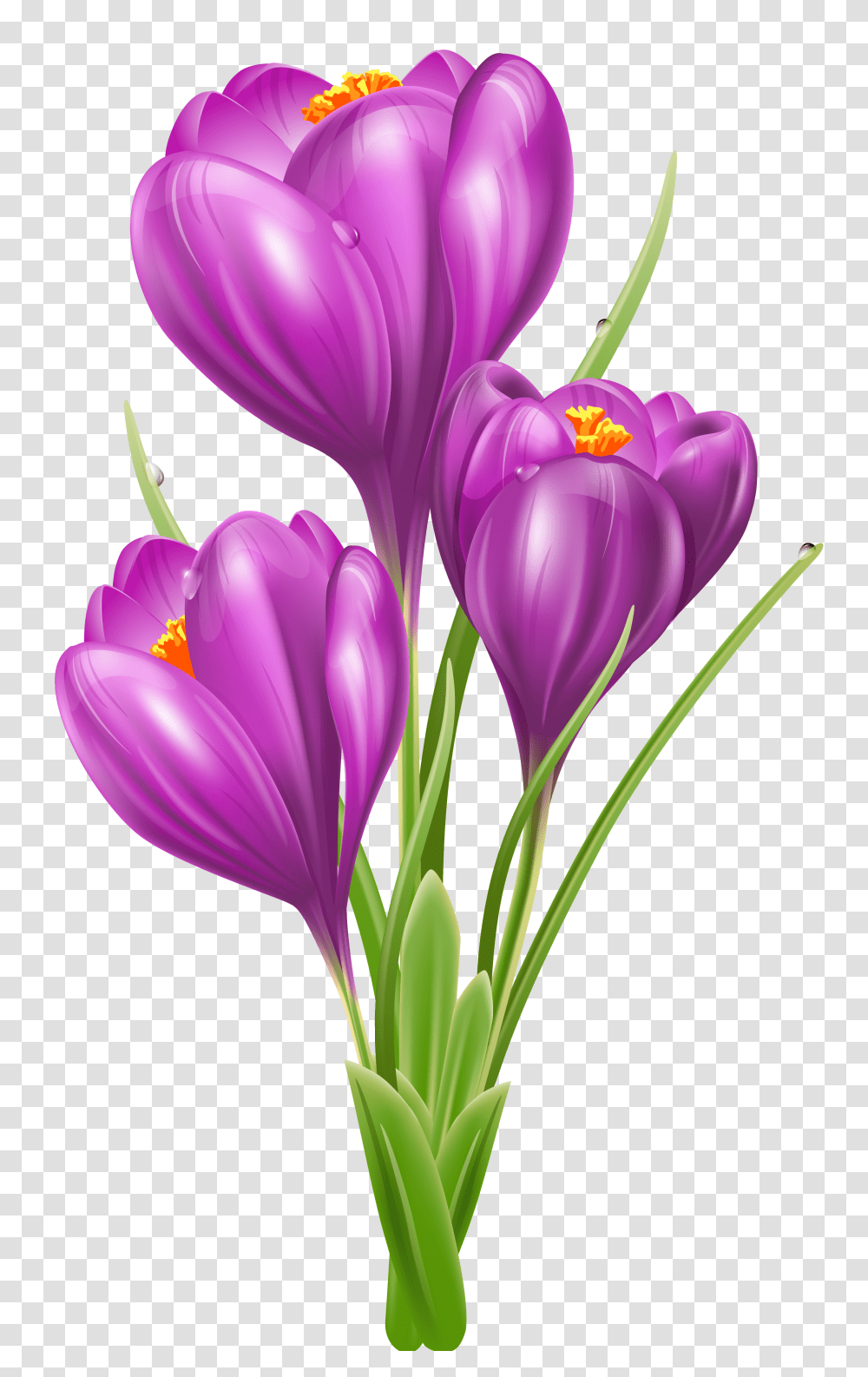 Crocus Clipart, Plant, Flower, Blossom, Spring Transparent Png