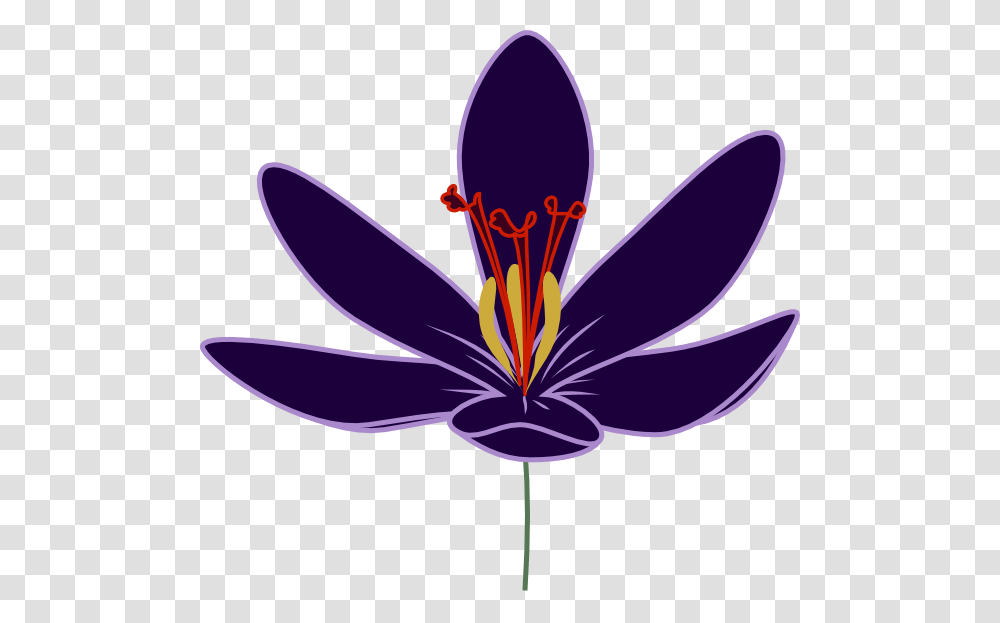 Crocus Cliparts, Plant, Flower, Blossom, Anther Transparent Png