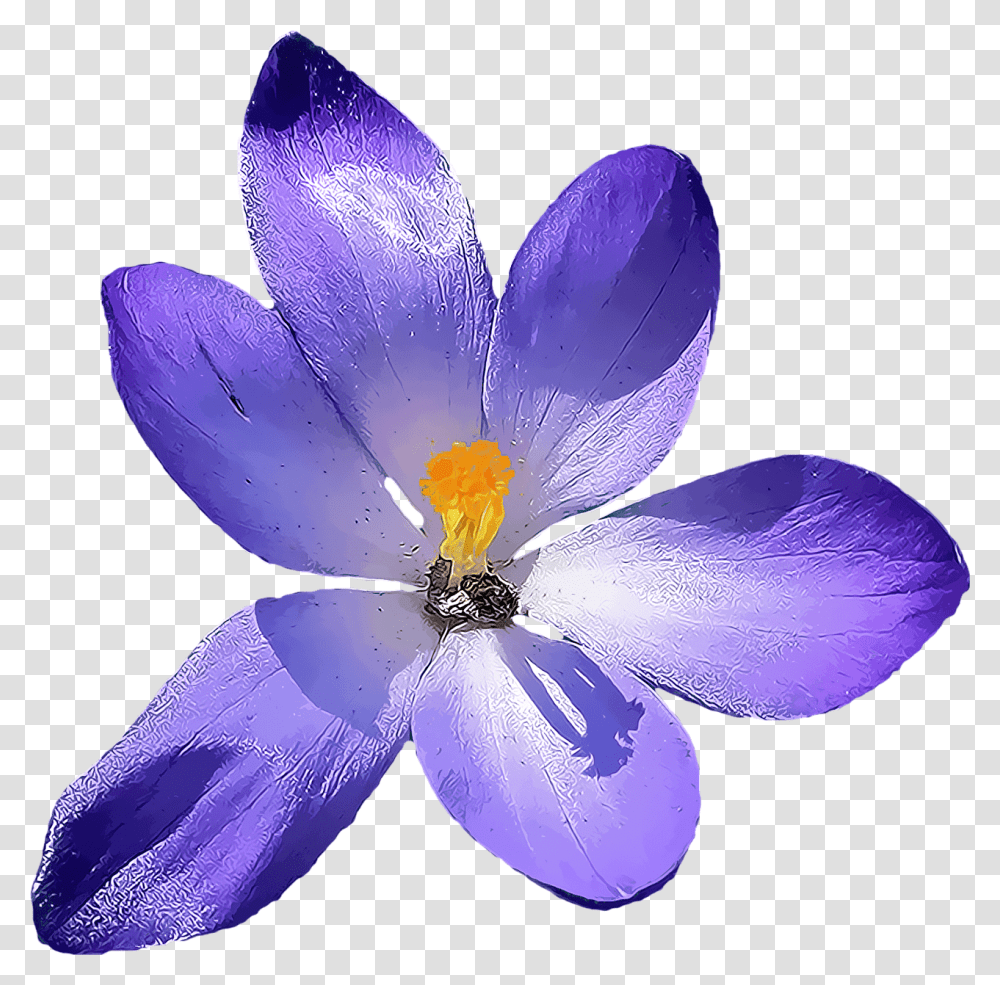 Crocus Crocus Background, Plant, Flower, Blossom, Petal Transparent Png