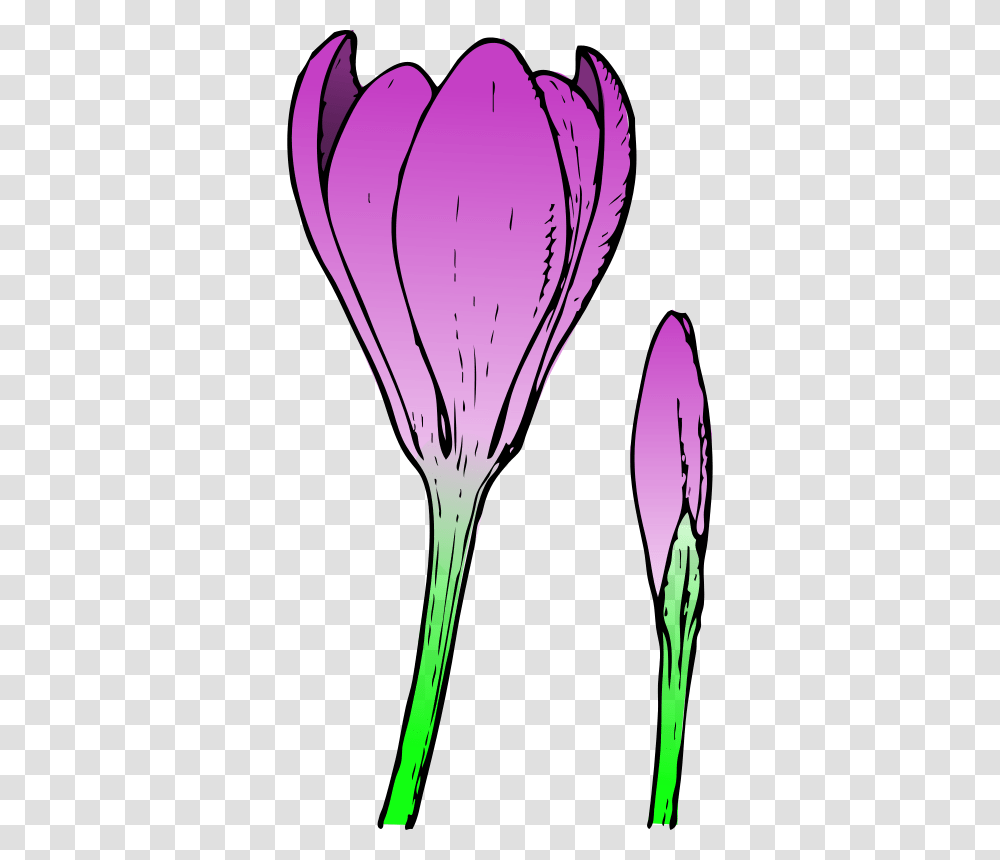Crocus Flower And Bud Colored, Nature, Plant, Petal, Blossom Transparent Png