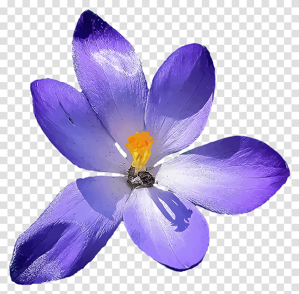 Crocus Flower Free Image On Pixabay, Plant, Blossom, Fungus, Petal Transparent Png