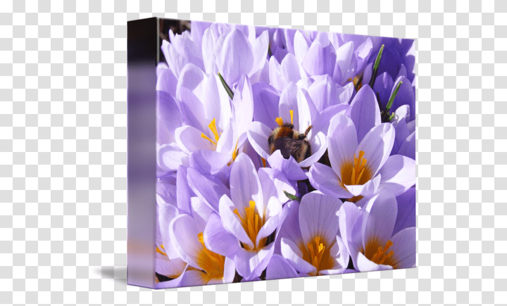 Crocus Flower Honey Bee Art Prints Spring By Baslee Troutman Fine Early Crocus, Plant, Insect, Invertebrate, Animal Transparent Png