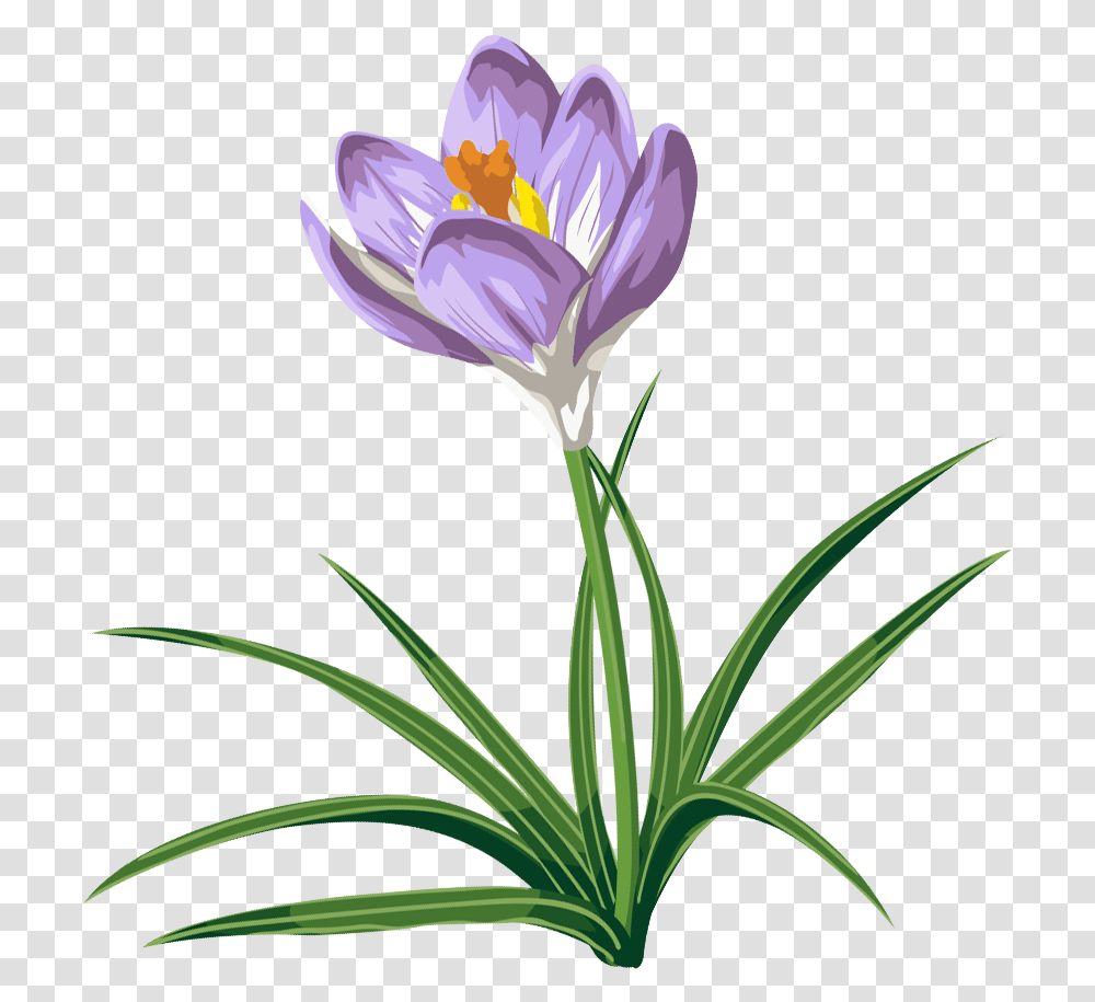 Crocus Flower Tattoo Crocus Clip Art, Plant, Blossom, Amaryllidaceae, Petal Transparent Png