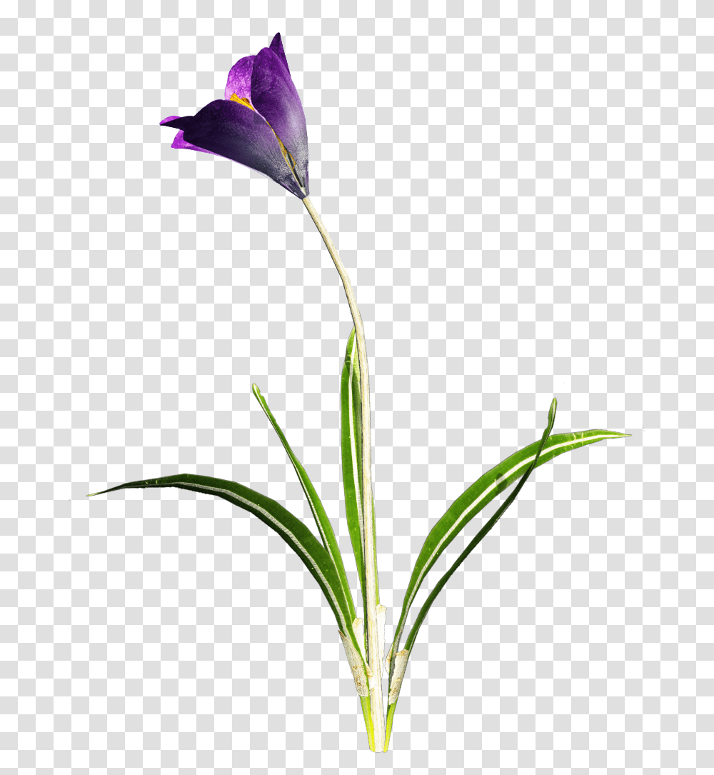 Crocus Images Flower With Stem, Plant, Blossom, Amaryllidaceae, Petal Transparent Png