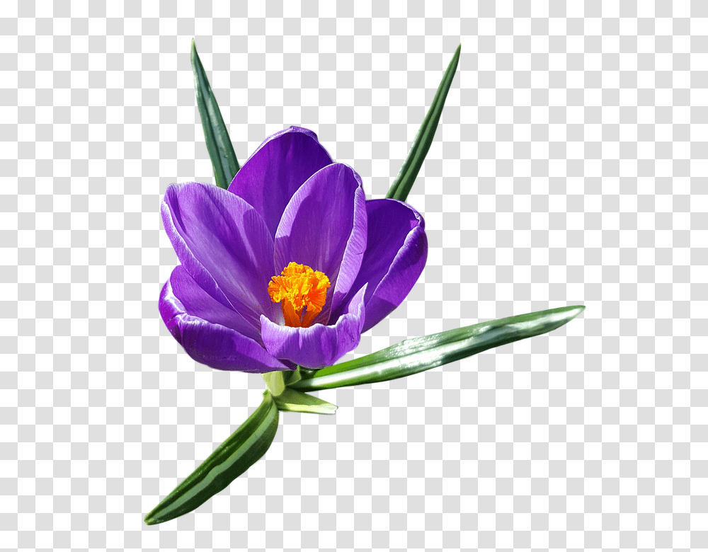 Crocus Images Free Download Clip Art, Plant, Flower, Blossom, Petal Transparent Png