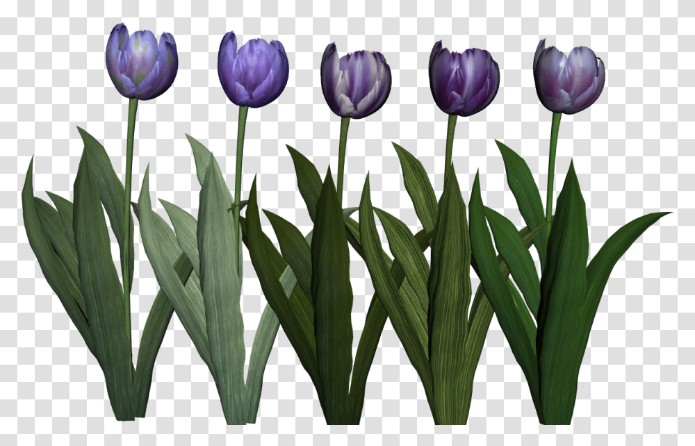 Crocus, Plant, Flower, Blossom, Petal Transparent Png