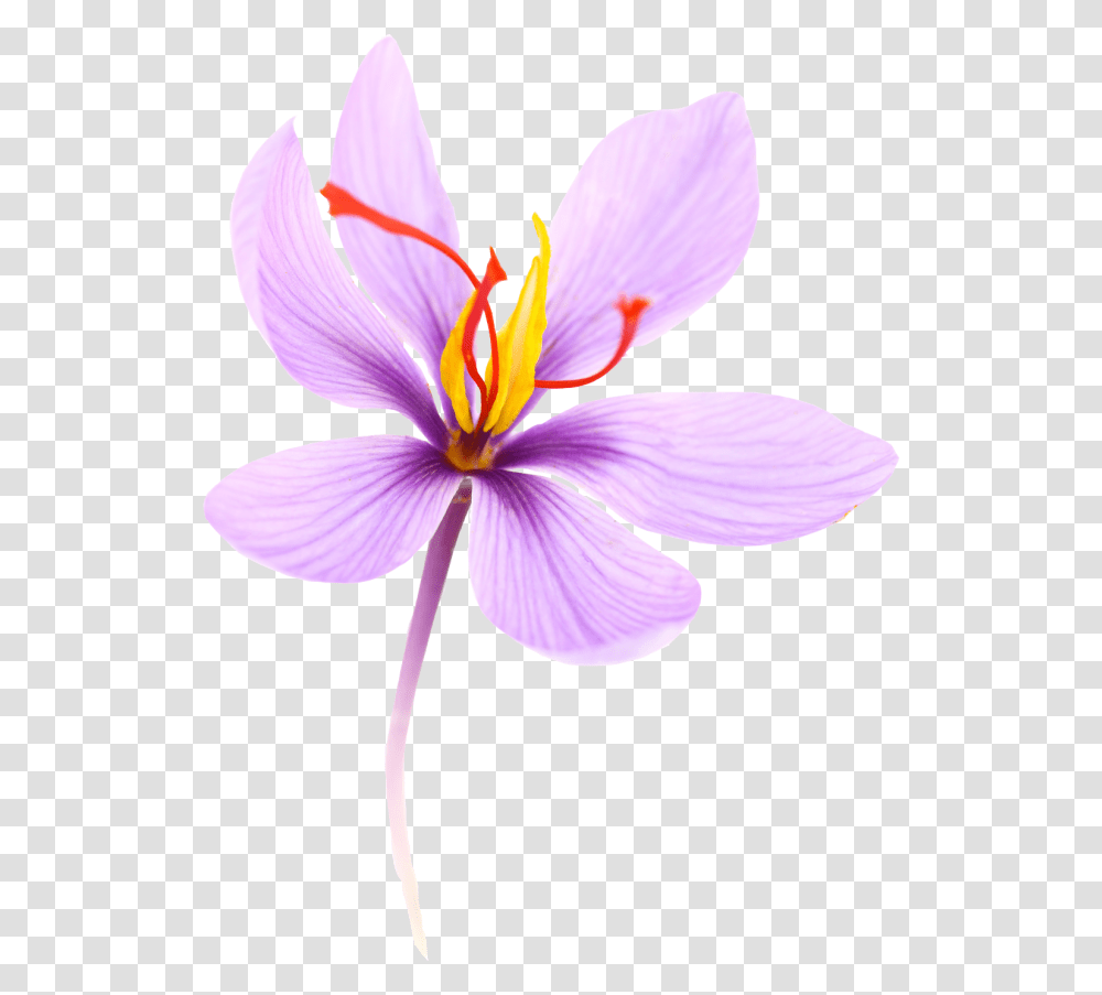 Crocus Sativus Saffron Flower, Plant, Blossom, Petal, Anemone Transparent Png