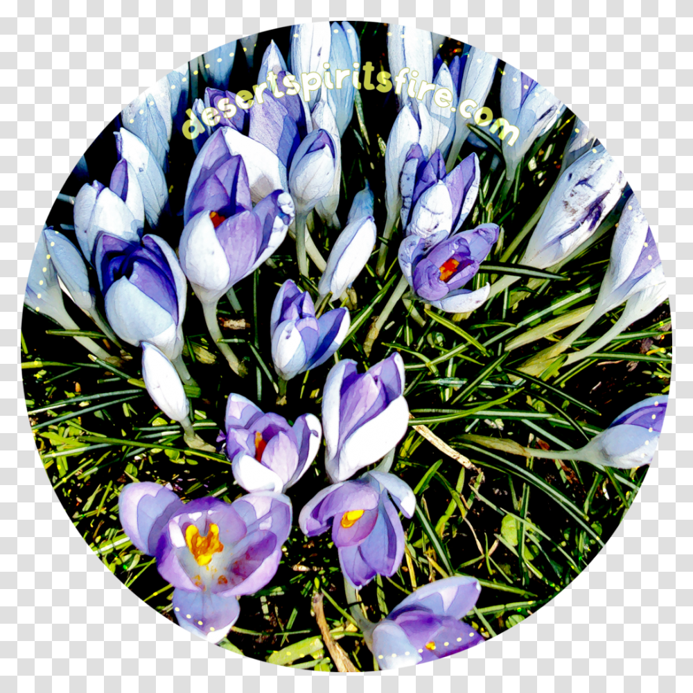 Crocus Spring Crocus, Plant, Flower, Purple, Bird Transparent Png
