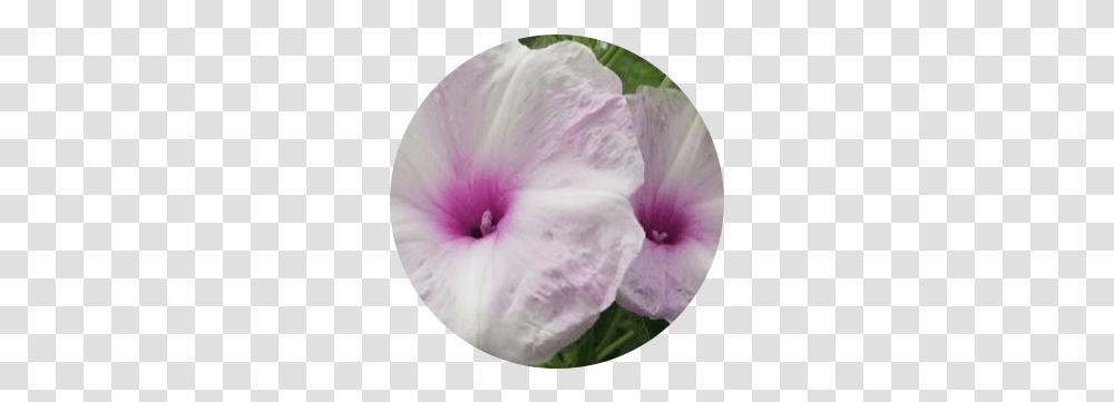 Crop A Circle In Image Online Circle, Diaper, Hibiscus, Flower, Plant Transparent Png