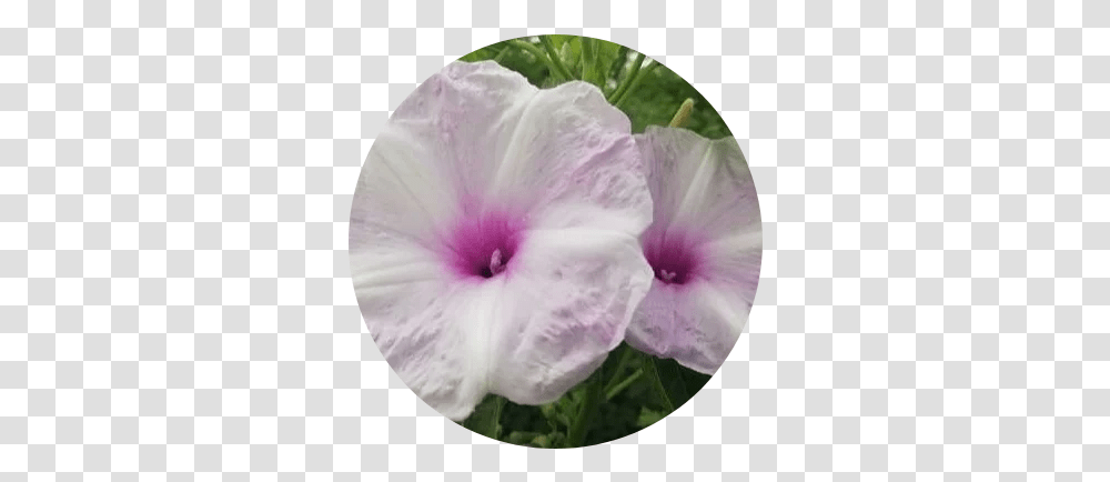 Crop A Circle In Image Online Free Tool Petunia, Plant, Hibiscus, Flower, Blossom Transparent Png