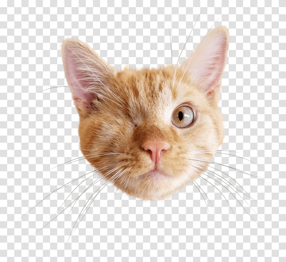 Crop This So It Is Just His Face Cat Face, Pet, Animal, Mammal, Manx Transparent Png
