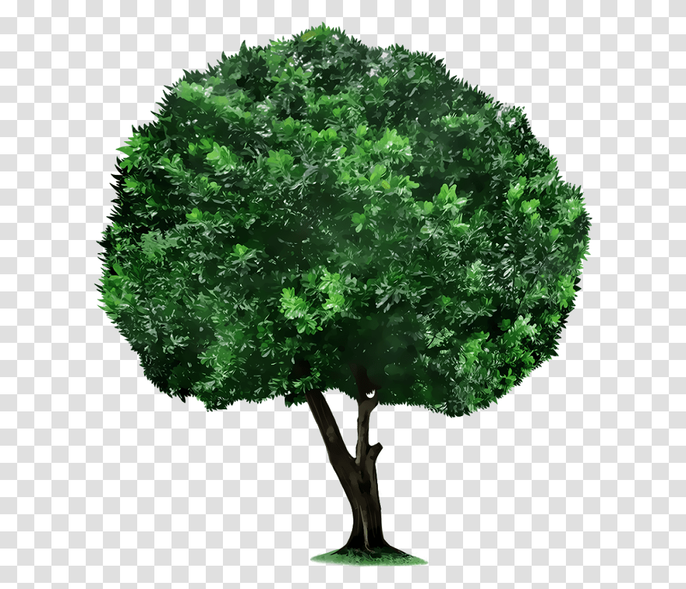 Crop Tree Tree Picsart, Bush, Vegetation, Plant, Rainforest Transparent Png
