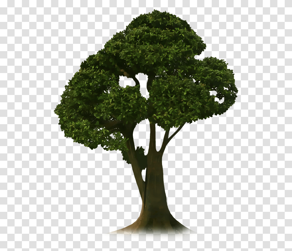 Crop Tree Tree Picsart, Plant, Vegetation, Vegetable, Food Transparent Png