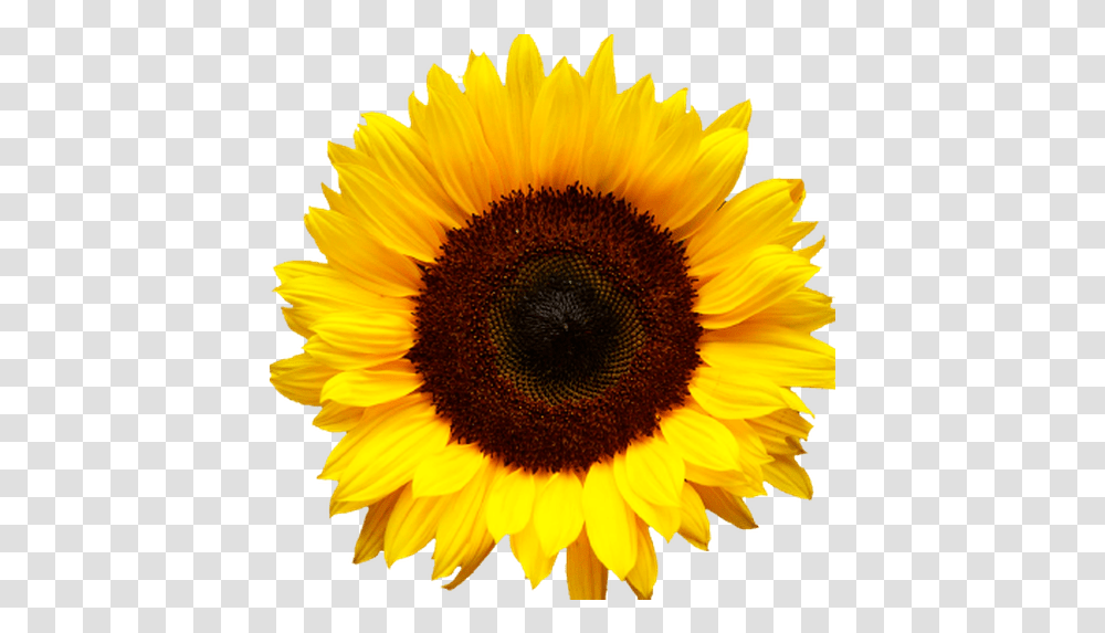 Cropped Bmlogosunflowersq512png Background Sunflower, Plant, Blossom, Bird, Animal Transparent Png