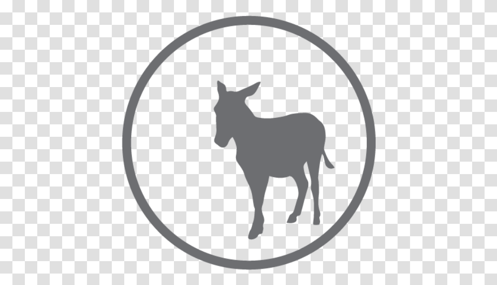 Cropped Burro, Animal, Mammal, Kangaroo, Wallaby Transparent Png