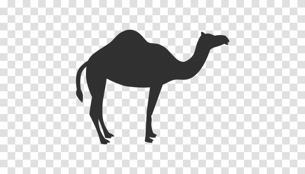 Cropped Camel Icon Free Download Nomadic Collections, Mammal, Animal Transparent Png