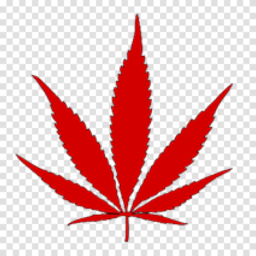 Cropped Canadian Marijuana Flag Mmjdirect Ca, Leaf, Plant, Maple Leaf, Tree Transparent Png