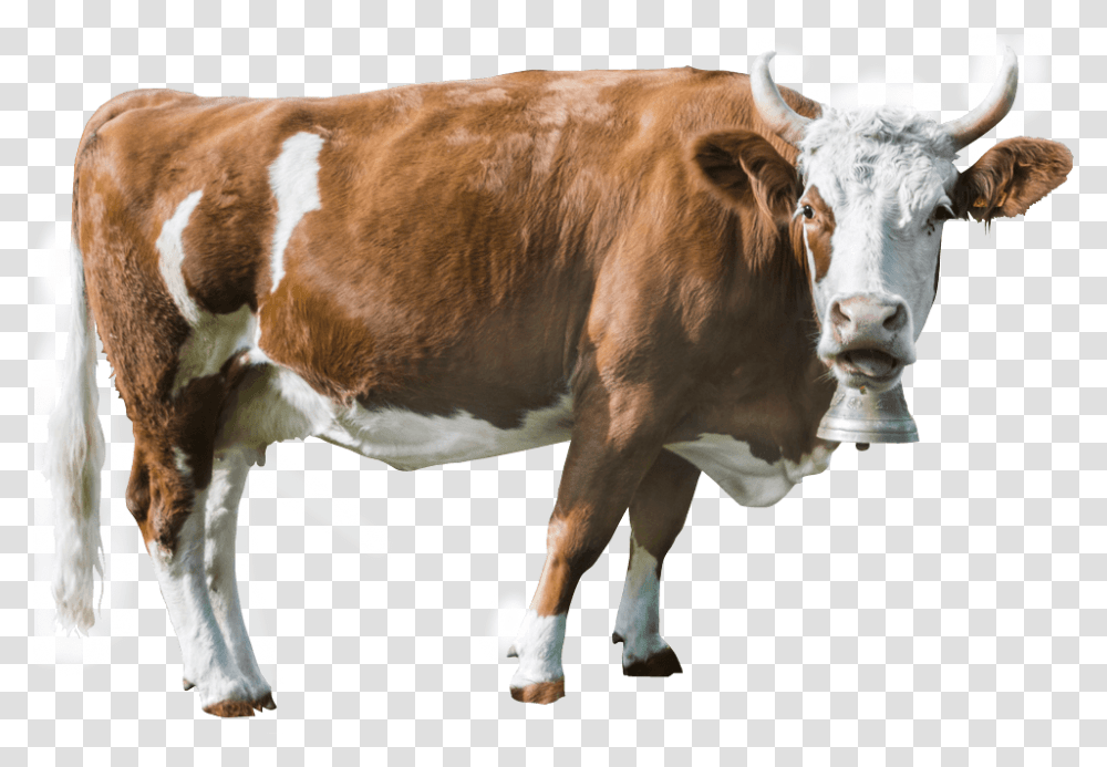 Cropped Cattle, Cow, Mammal, Animal, Dairy Cow Transparent Png