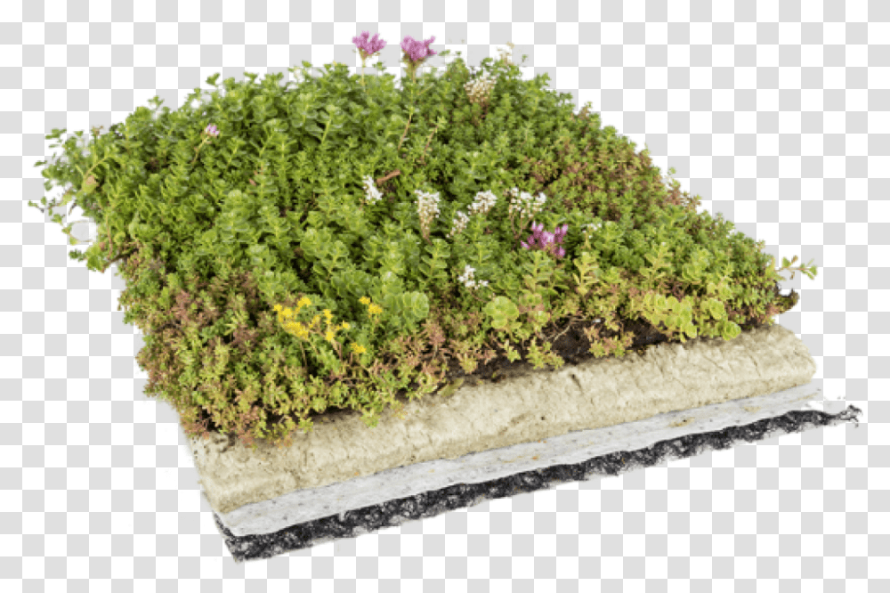 Cropped Favicon Roof Garden Grass, Potted Plant, Vase, Jar, Pottery Transparent Png