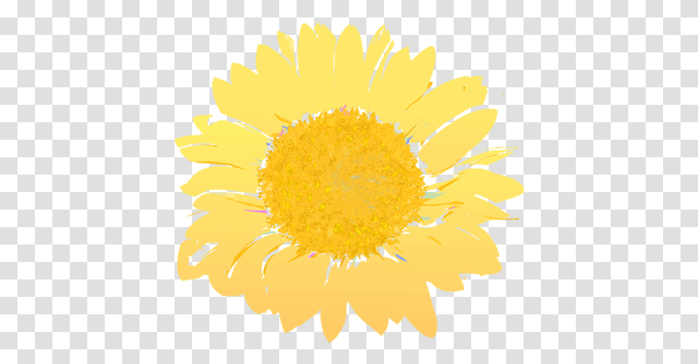 Cropped Fresh, Plant, Flower, Blossom, Daisy Transparent Png