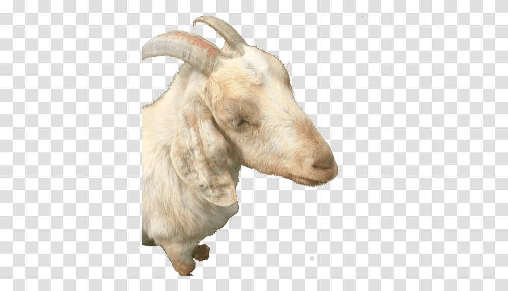 Cropped Goat, Mammal, Animal, Mountain Goat, Wildlife Transparent Png