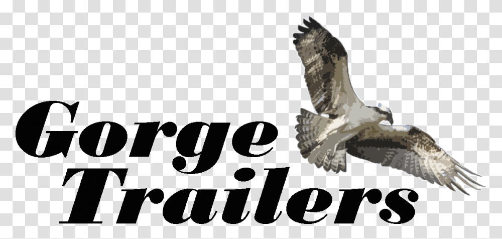 Cropped Gtonlinelogopng - Cars - The Dalles Golden Eagle, Bird, Animal, Buzzard, Hawk Transparent Png