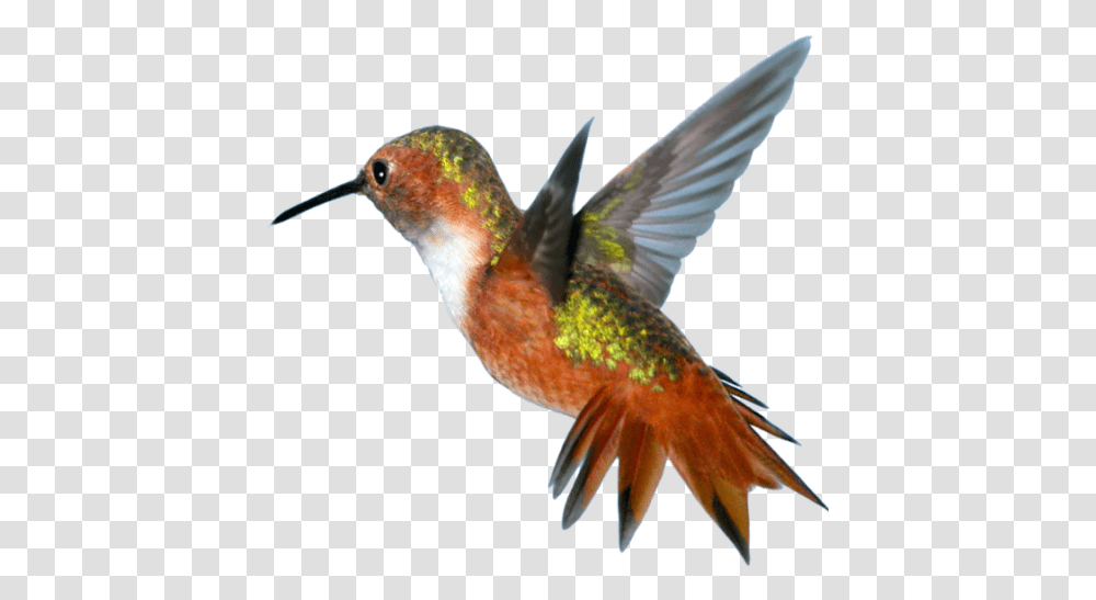 Cropped Hummingbird, Animal Transparent Png