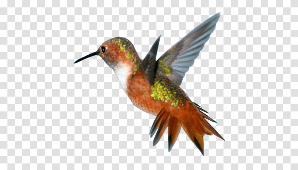 Cropped Hummingbird Greenbird Llc, Animal Transparent Png