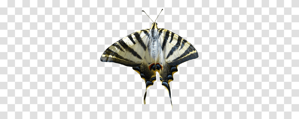 Cropped Image Insect, Invertebrate, Animal, Butterfly Transparent Png