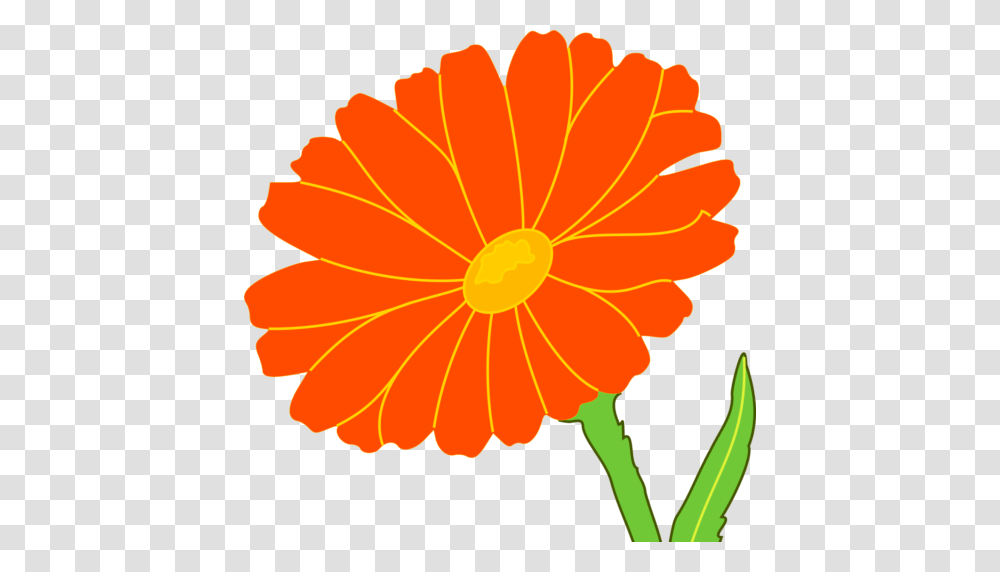Cropped Marigold Copy Amazing Quotes, Plant, Flower, Blossom, Asteraceae Transparent Png
