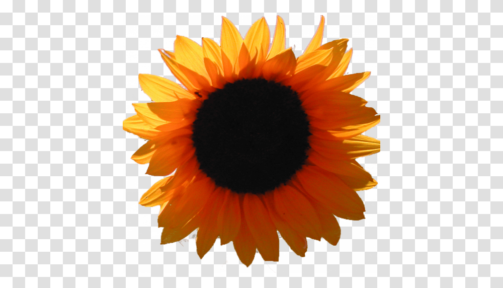 Cropped Orange Sunflower Only Rural Roots, Plant, Blossom, Bird, Animal Transparent Png