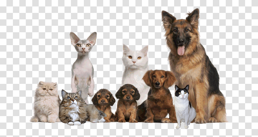 Cropped Pets Edited Rev2 Keep Pets, Animal, Dog, Canine, Mammal Transparent Png