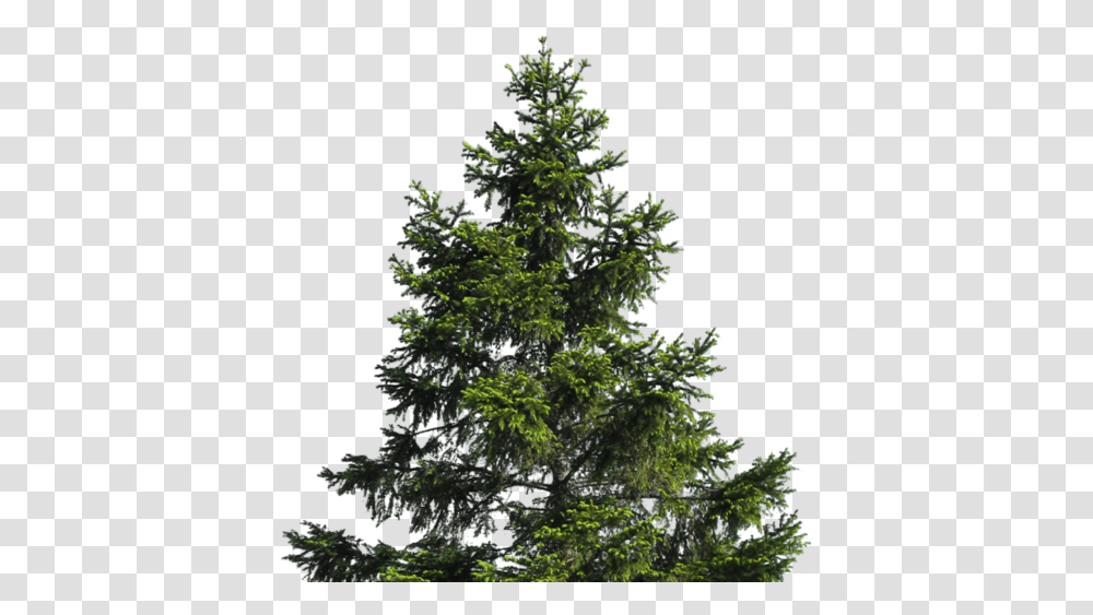 Cropped Pine Tree, Plant, Conifer, Fir, Spruce Transparent Png