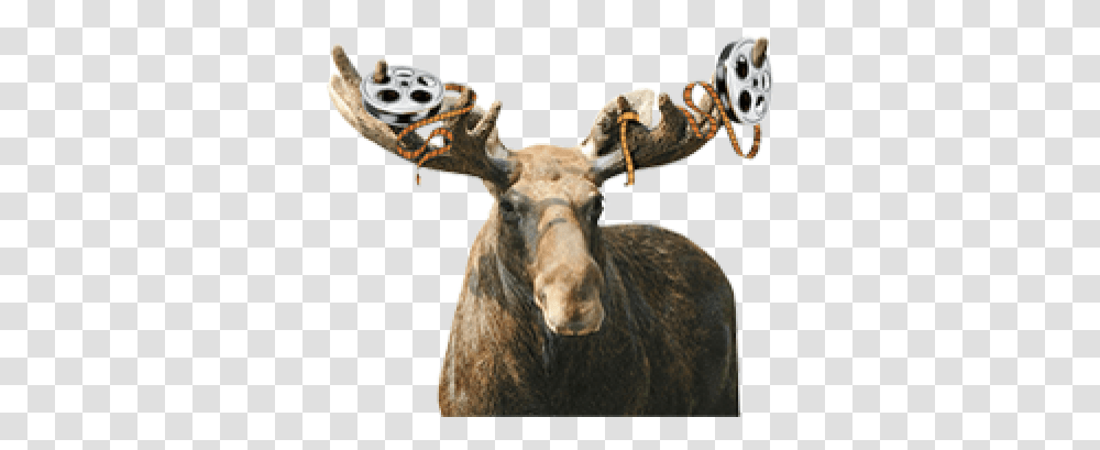 Cropped Reindeer, Animal, Wildlife, Mammal, Moose Transparent Png