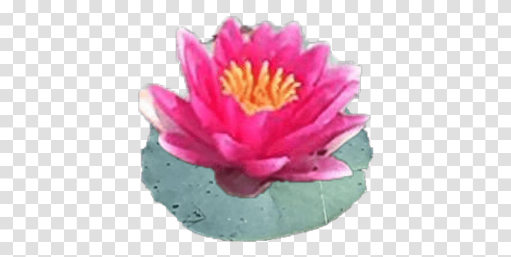 Cropped Sacred Lotus, Lily, Flower, Plant, Blossom Transparent Png