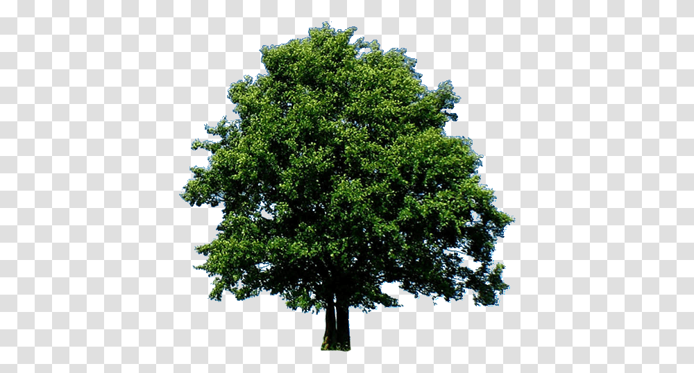 Cropped Treeoflifepng - Classical Homeopathic Counseling Large Oak Tree, Plant, Sycamore, Maple Transparent Png
