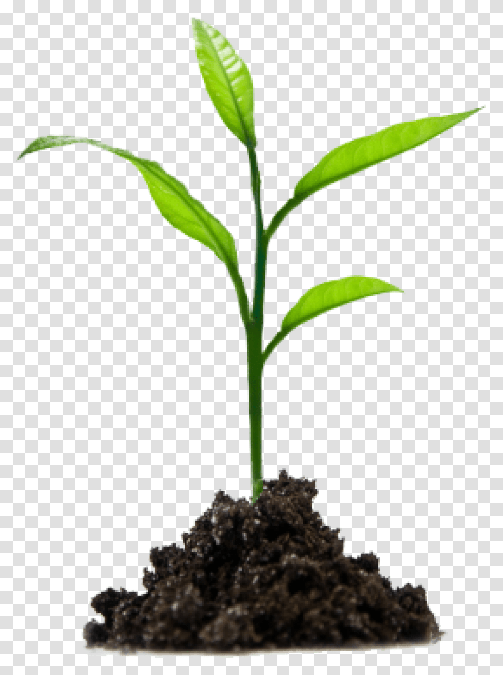 Crops Clipart Sprout Seedling, Plant, Soil, Tree, Flower Transparent Png