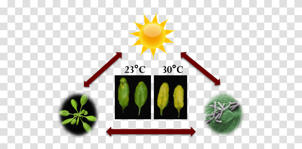 Crops Vs Disease How Heat Changes Bio Warfare Global Center, Plant, Food, Fruit, Citrus Fruit Transparent Png