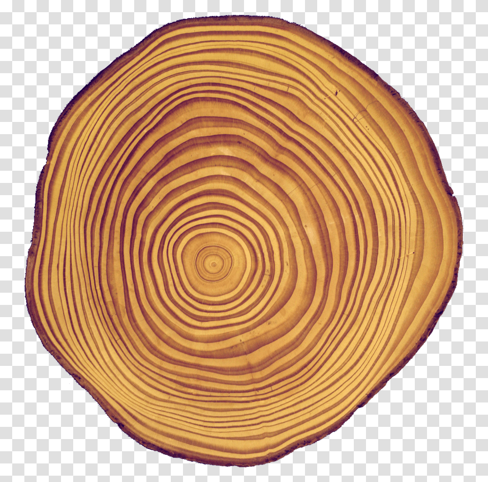 Cross Section Of A Douglas Fir Stem With Visible Concentric Circle, Lamp, Wood, Clam, Seashell Transparent Png